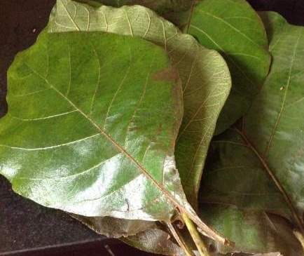 teak tree leaf